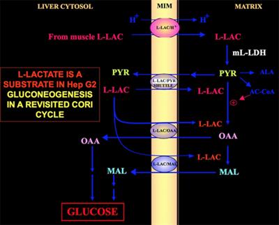 l-Lactate Transport and Metabolism in Mitochondria of Hep G2 Cells—The Cori Cycle Revisited